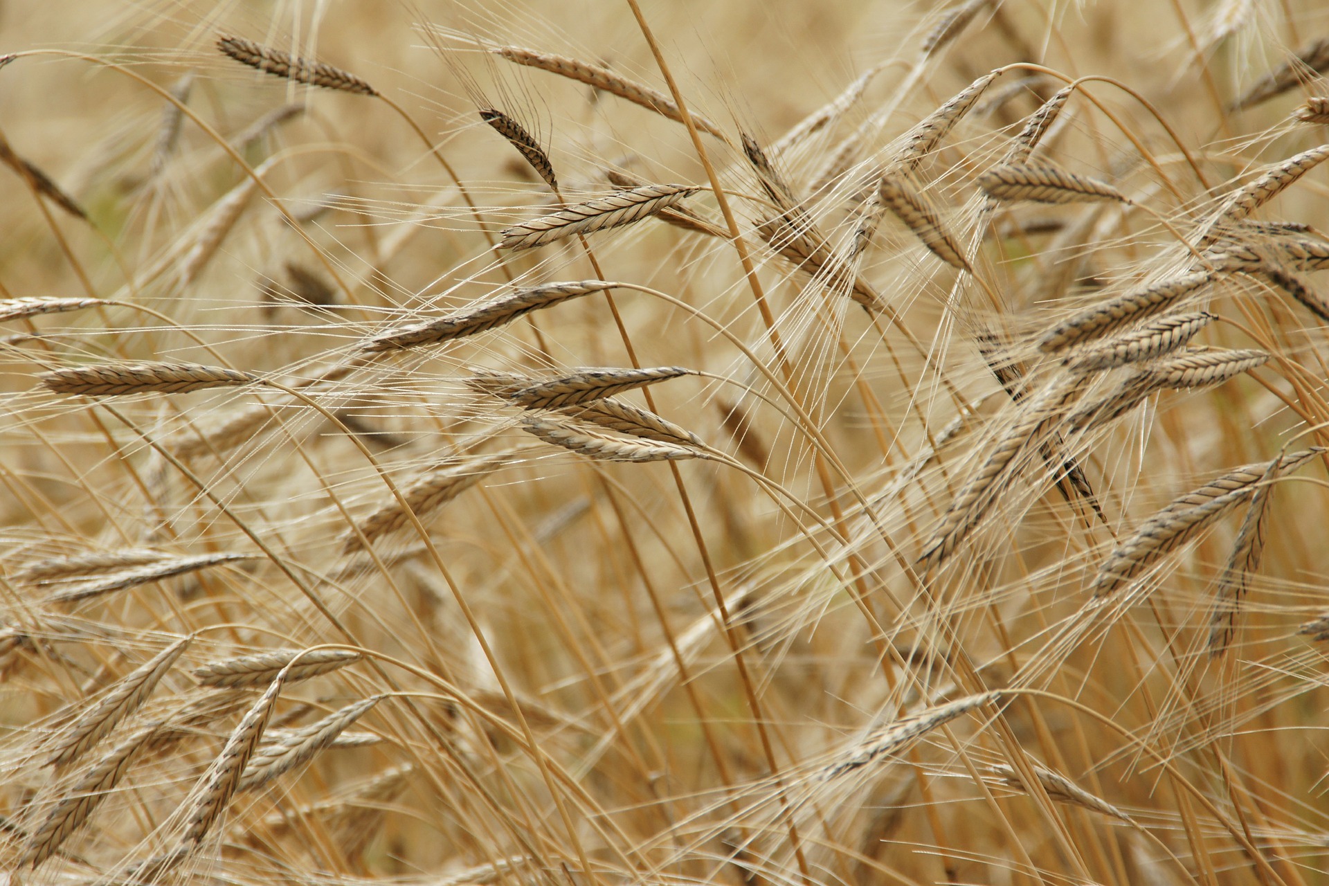 Campos de cebada